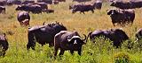 TANZANIA - Serengeti National Park - 012